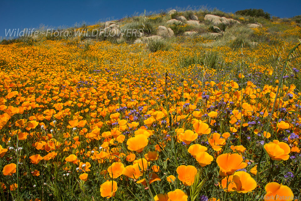 Wildflowers-199.jpg