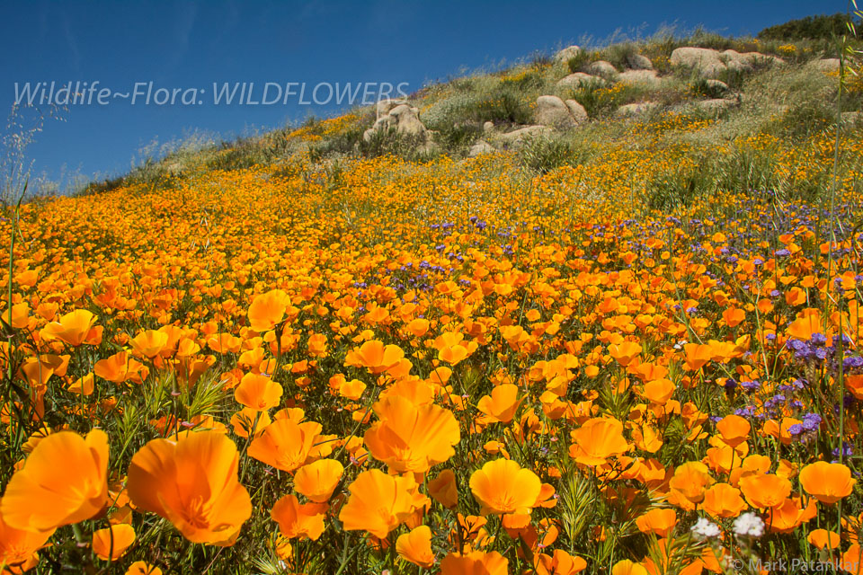 Wildflowers-200.jpg