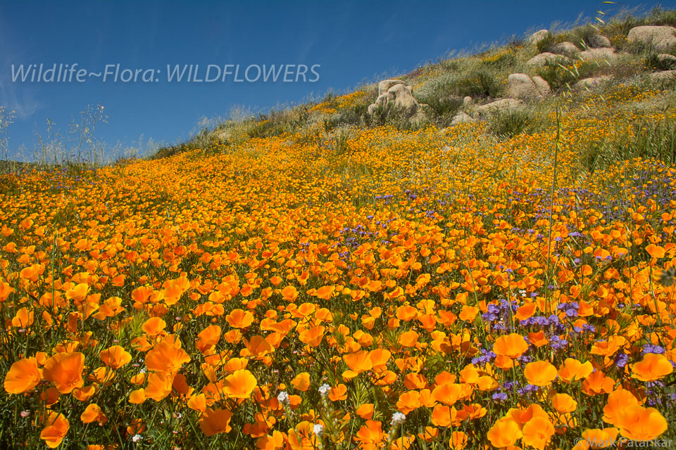 Wildflowers-201.jpg