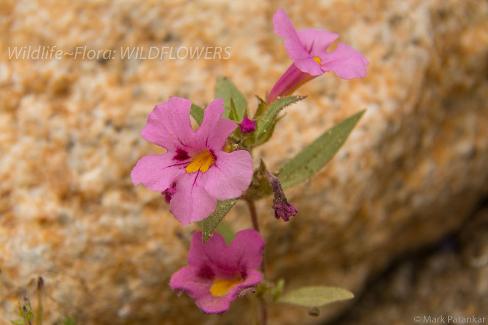 Wildflowers-209.jpg