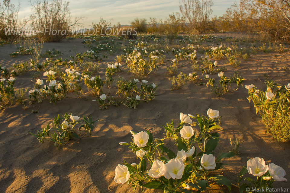 Wildflowers-229.jpg