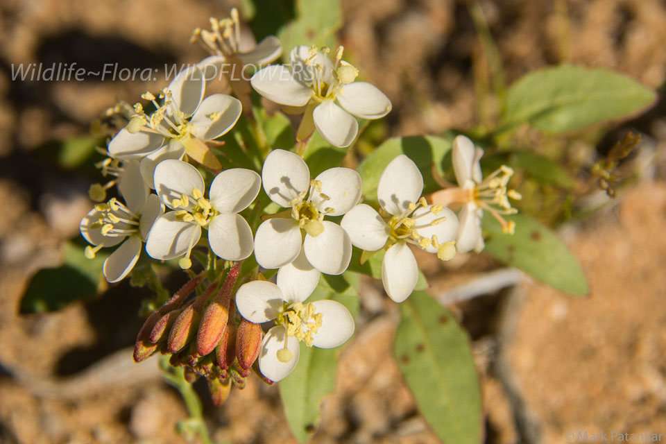 Wildflowers-242.jpg