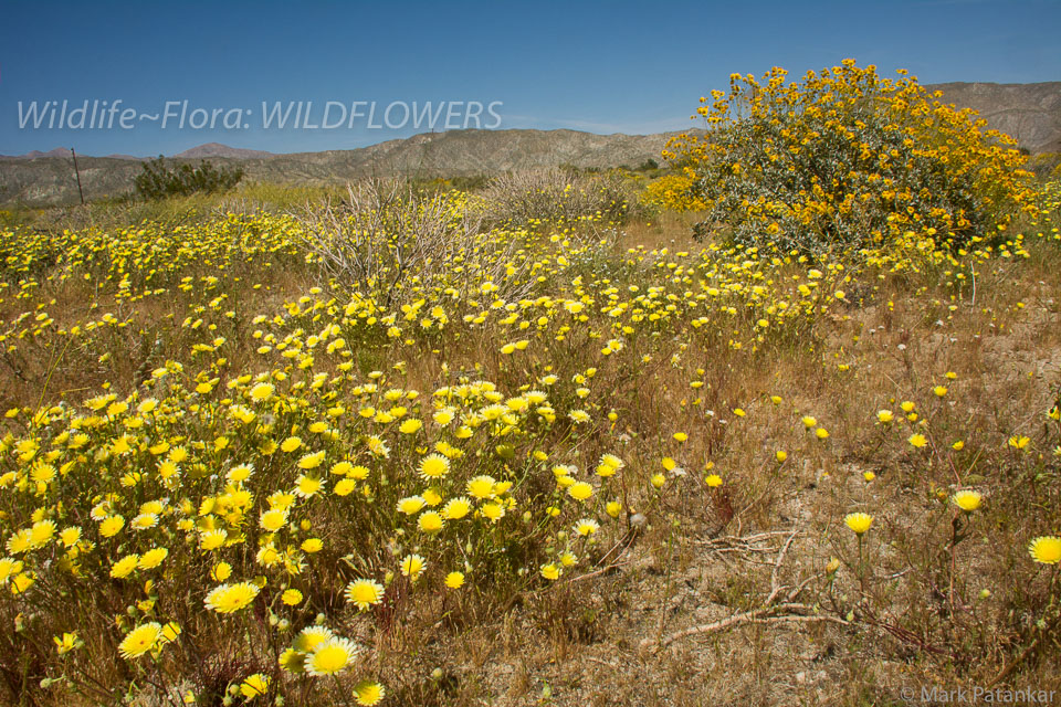 Wildflowers-247.jpg