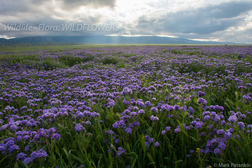 Wildflowers-263.jpg