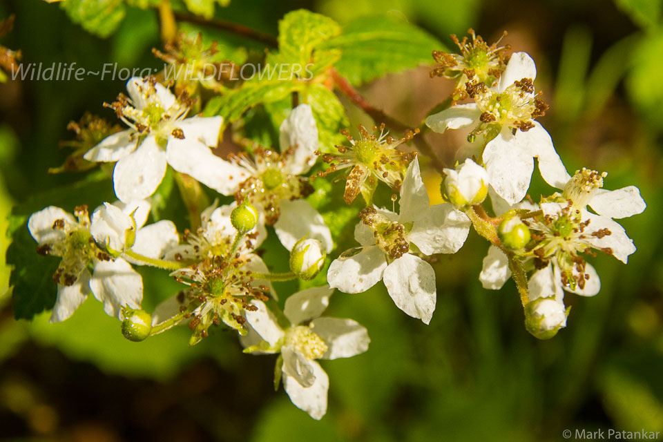 Wildflowers-273.jpg