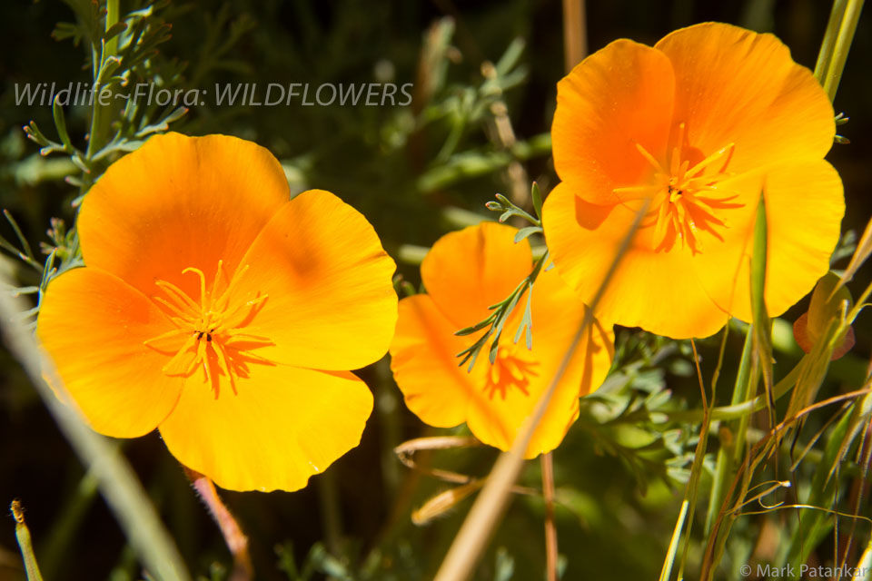 Wildflowers-287.jpg