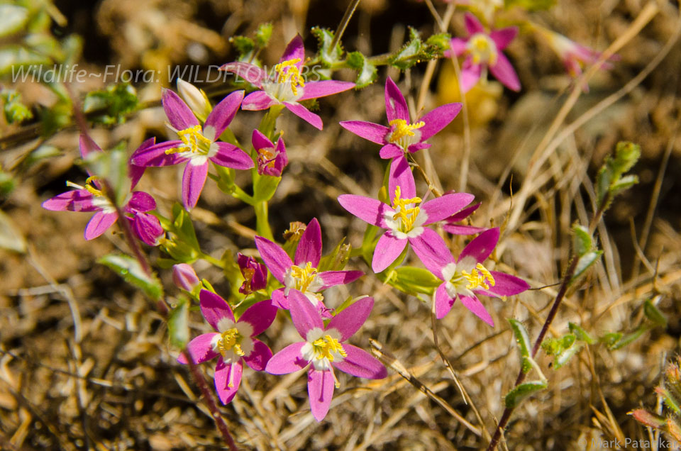 Wildflowers-306.jpg