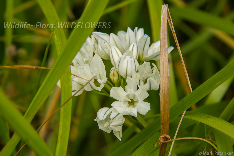 Wildflowers-364.jpg