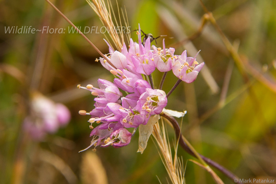 Wildflowers-372.jpg