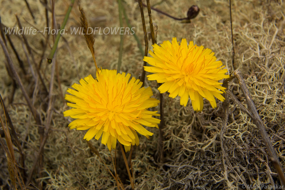 Wildflowers-374.jpg