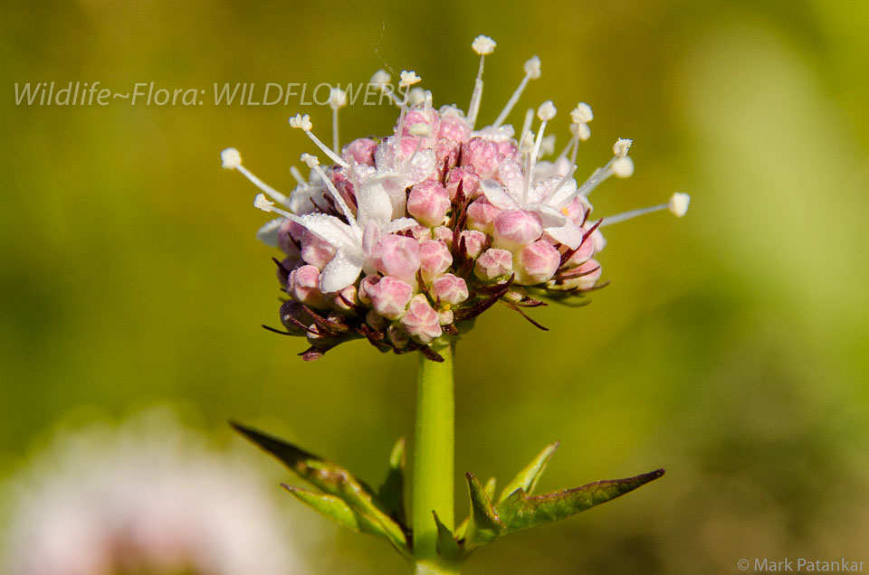 Wildflowers-40.jpg