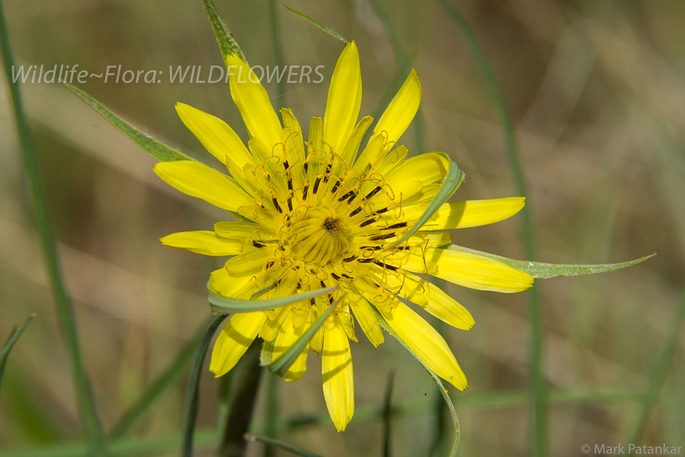 Wildflowers-402.jpg