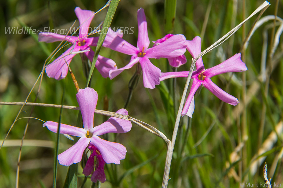 Wildflowers-407.jpg