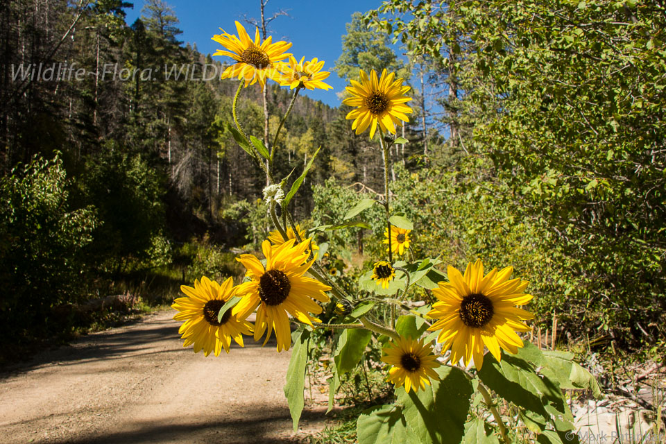 Wildflowers-418.jpg