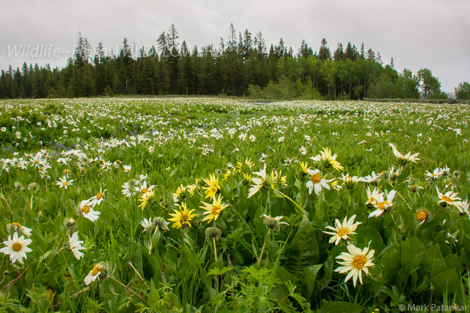 Wildflowers-495.jpg