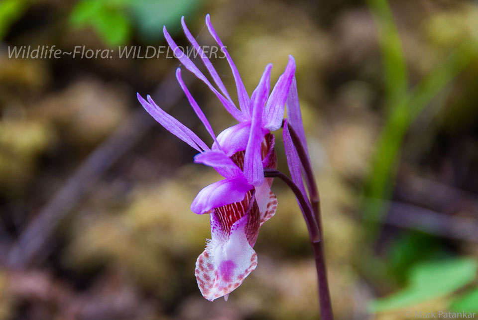 Wildflowers-5.jpg